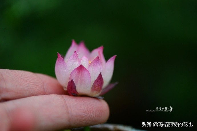 碗莲需要重复种植吗,碗莲种植不容易