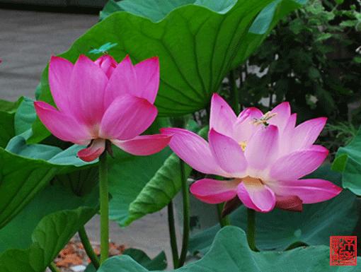 柯汝读邮：荷花T54映日荷花别样红