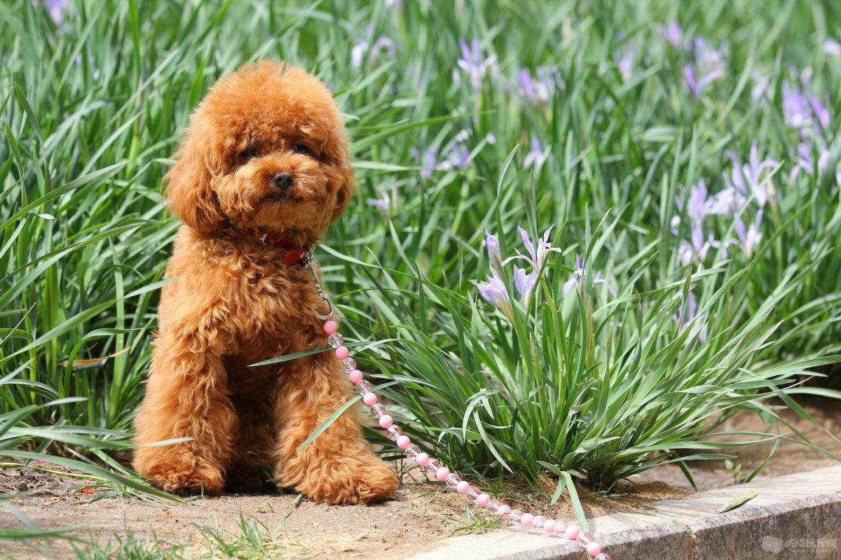 新手养灰泰迪的十大禁忌,泰迪适合新手养吗