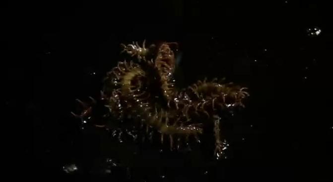 胆小慎入：关于降头术的几部经典之作