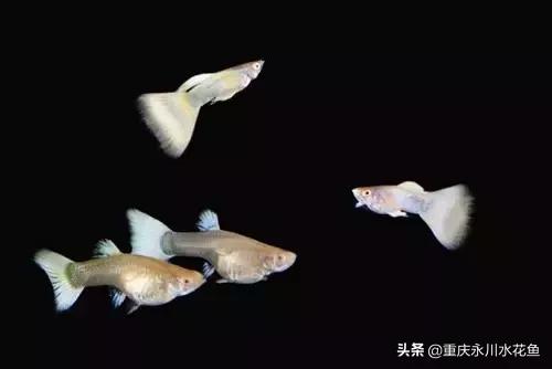 热带观赏鱼孔雀,热带观赏鱼巴西迷你孔雀鱼