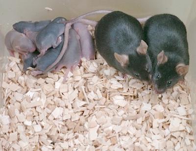 世界上寿命最长的十种哺乳动物,远古时期灭绝的哺乳动物大全