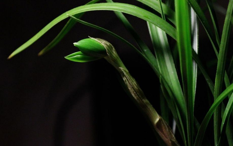 每日一品～中国兰花～春兰茗品～美芬荷