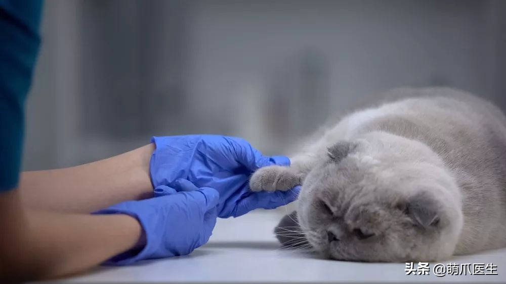 猫咪被蜜蜂蜇了症状怎么办,猫被蜜蜂蜇了怎么办