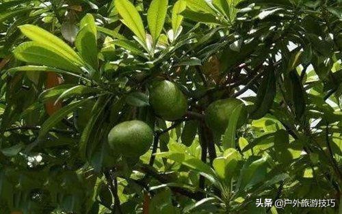 实用野外植物手册推荐,野外有毒植物盘点
