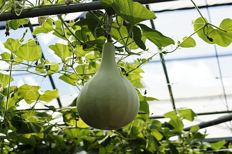 扫落叶的诗句,扫落叶优美诗句