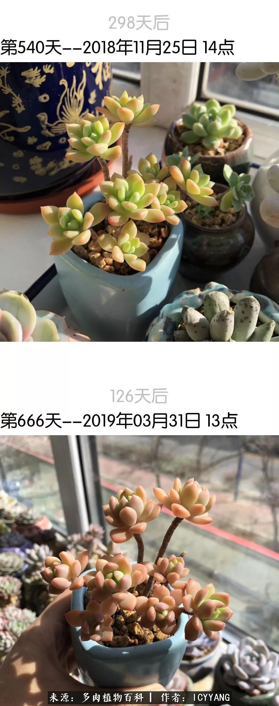 多肉隔着玻璃晒太阳效果好吗,隔着玻璃养的多肉照样长得好