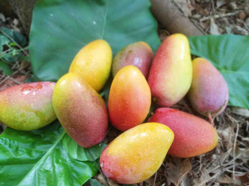 树上贵妃芒怎么样才算成熟,海南树上熟贵妃芒5斤