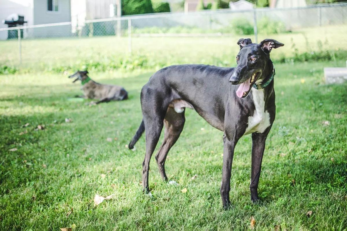 哪些狗狗适合新手养小型犬,最适合新手养的狗狗