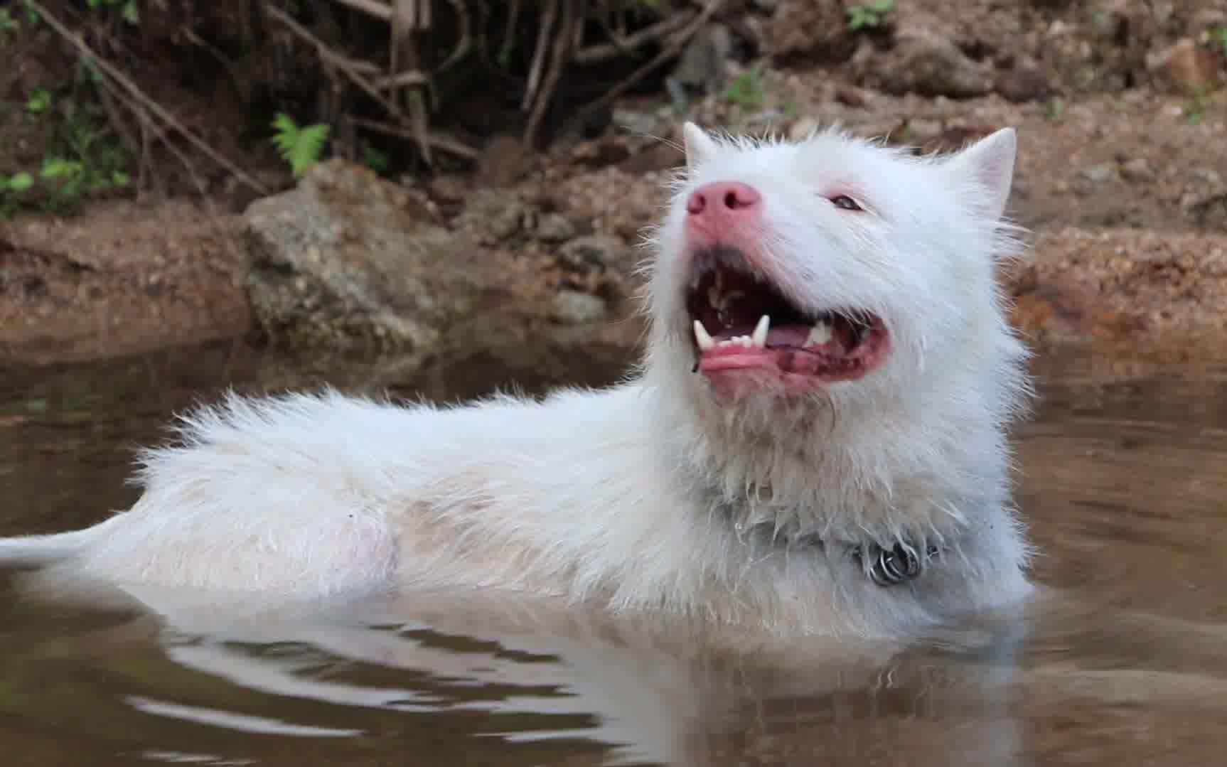 世界上最凶猛的十种狗狗,盘点世界上最凶残的6种狗狗