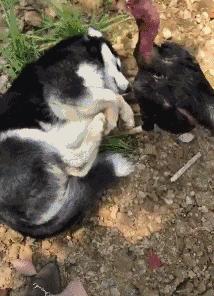 什么狗能打得过二哈,一群狗打二哈吓腿软