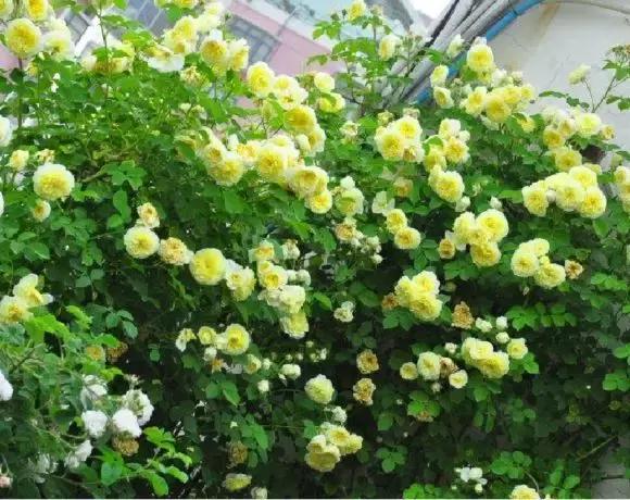 藤本月季秋季怎么修剪才会花墙,最丰花多季开花的藤本月季