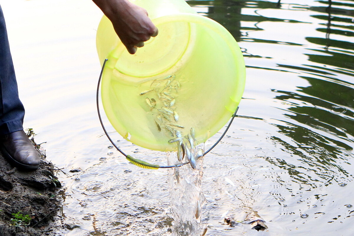 当年我国引进“大肚鱼”用来灭蚊,后来不小心泛滥,如今怎样了?