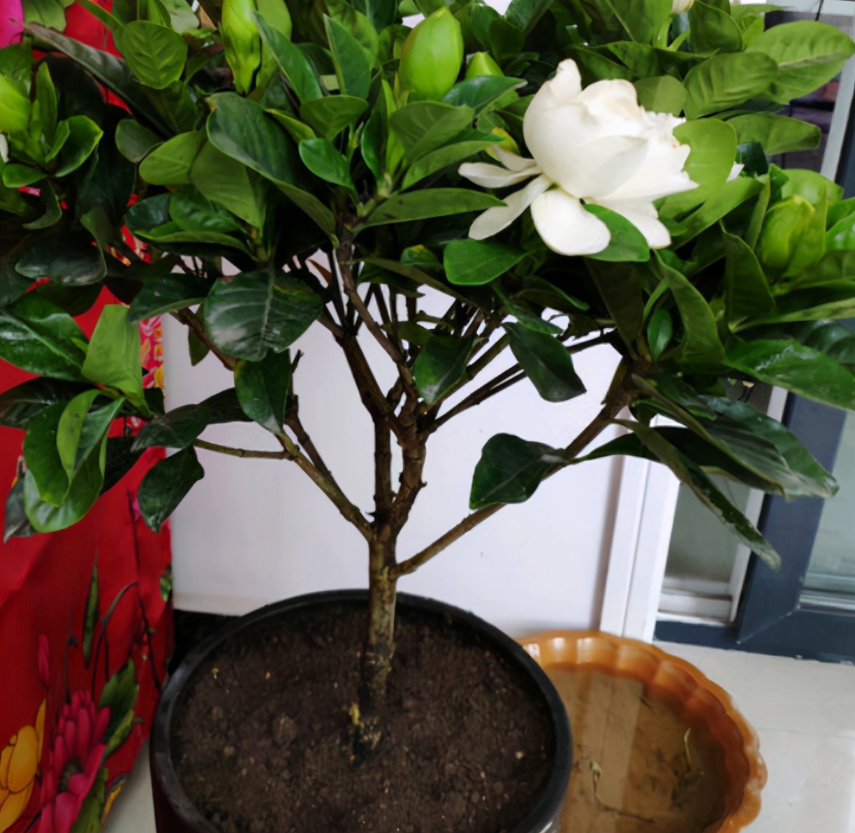 栀子花的花苞打不开就落了,栀子花的花苞不开叶子变黄