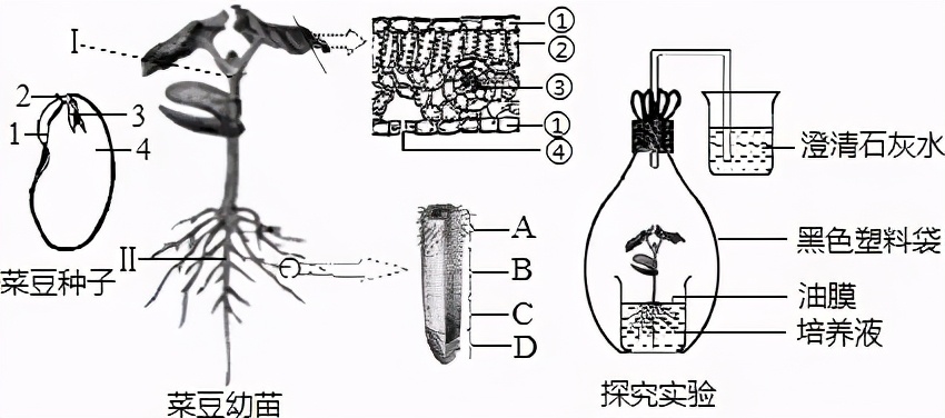人教版七年级生物植物的呼吸作用,生物光合作用与呼吸作用的综合题