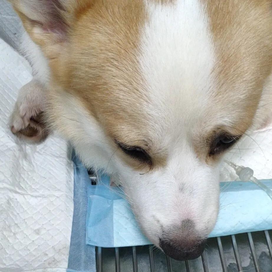 狗狗生病了你不要难过,狗狗生病了永远的离开了我