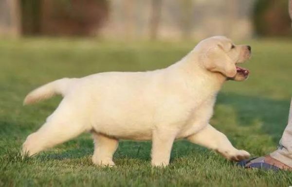 拉布拉多犬的优点跟缺点有关吗,拉布拉多犬的优点跟缺点是什么