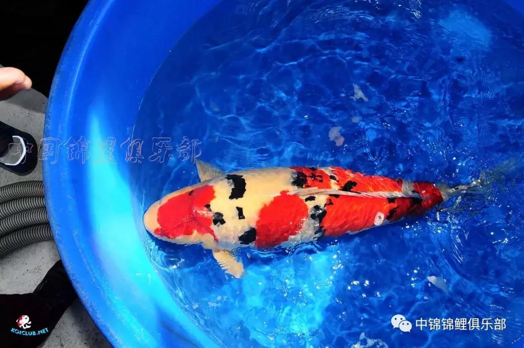 养巨鲤的正确方法图解,养鲤技术教程大全