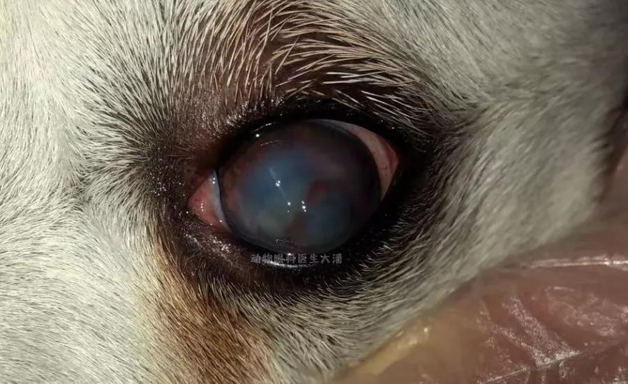 狗狗眼睛穿孔是什么样子,狗狗眼睛穿孔和溃疡是什么情况