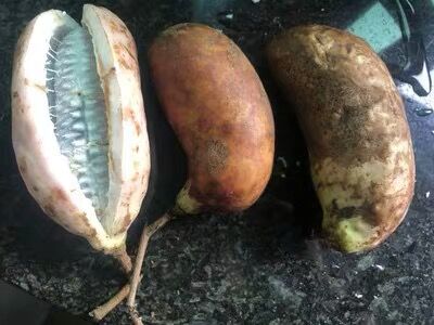 成熟之后会裂开的水果,果实成熟会爆开的水果