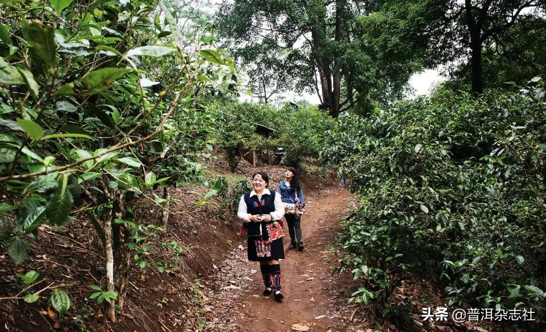 南糯山普洱茶核心产区,南糯山云南农科院茶叶研究所