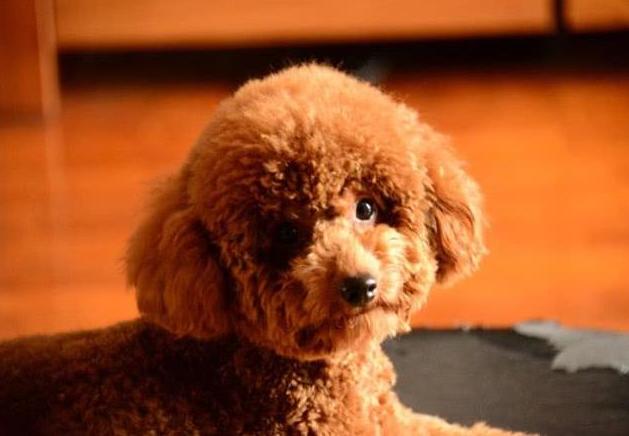 泰迪犬吃什么毛发多又亮,泰迪毛发不好吃什么狗粮好