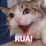 “猫咪*魂迷**水”真实存在吗？费洛蒙才没有吹得那么神