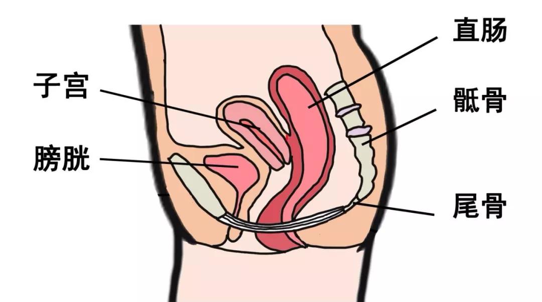女生的骨盆是孕育生命的地方,女性的骨盆孕育生命的摇篮