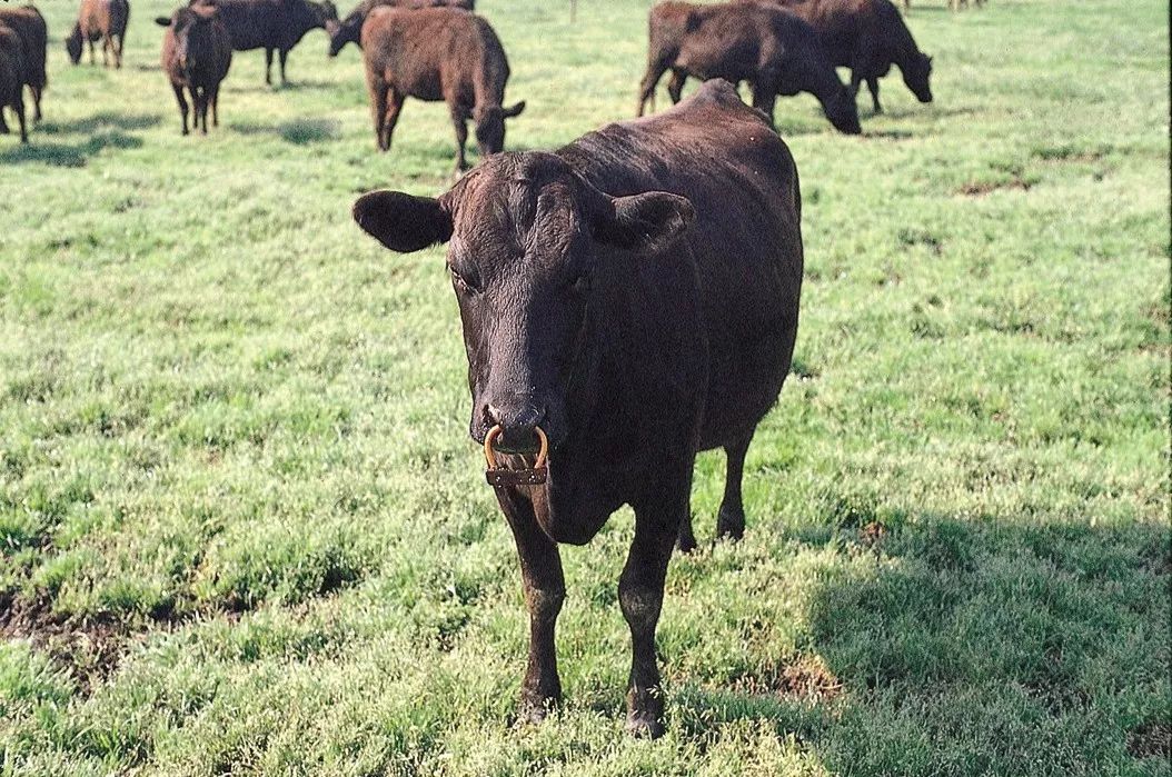 日本的牛肉为什么叫和牛,正宗日本和牛是什么样子的