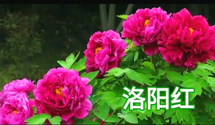 雍容华贵的国之牡丹惊艳了世界,美丽富贵的国花洛阳牡丹