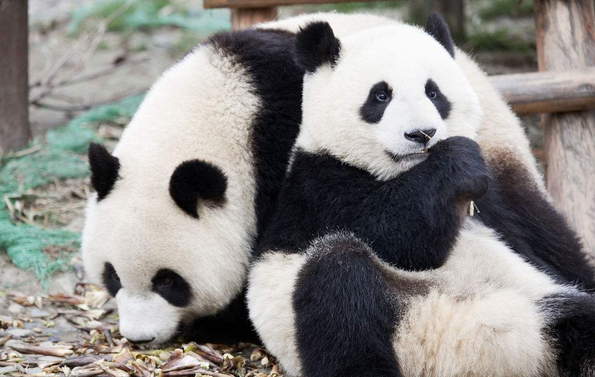 国外拿这些动物cos大熊猫！租不到大熊猫，外国人也有办法！