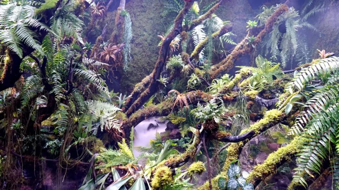 瞒不住了，孙悟空来聊城了，还带着“花果山”