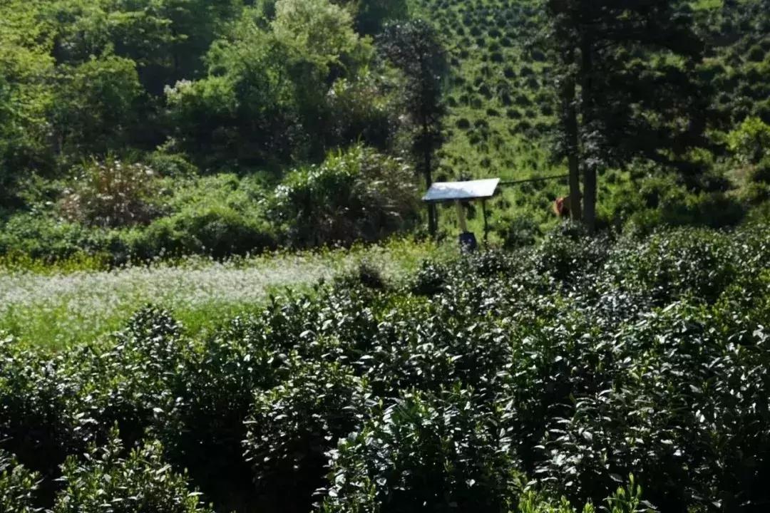 爱茶之人必去的九大茶区,爱茶之人九大茶区