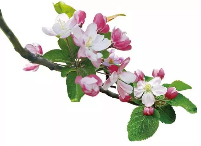 看到花的时候，不知是什么花？那就收下这份百花图谱