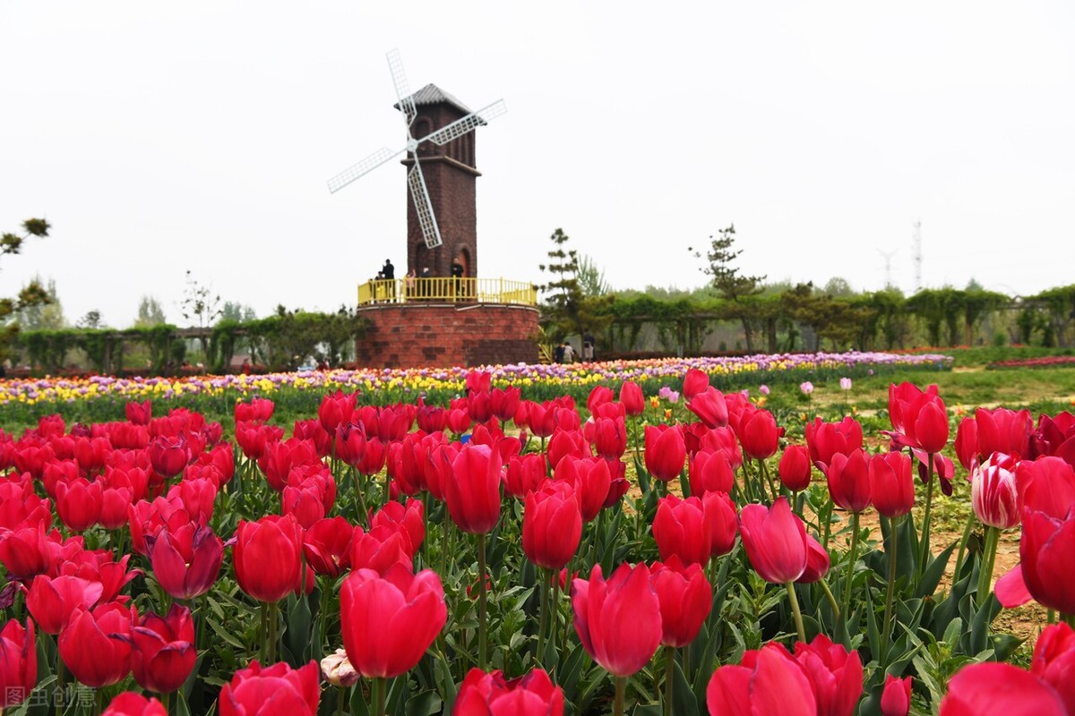 郁金香泡沫的历史走势,郁金香泡沫是真实的吗