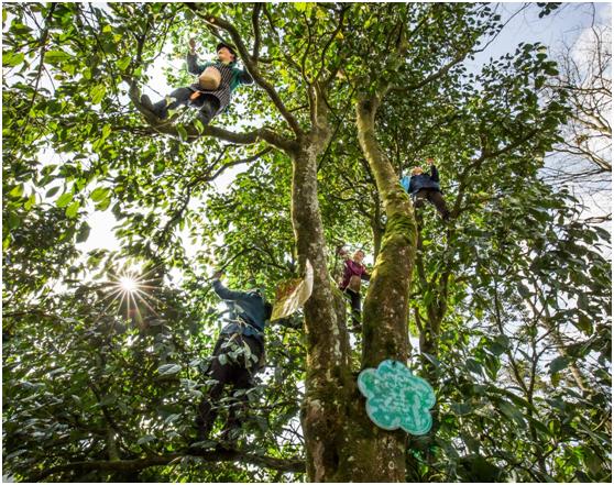 明前茶重庆,重庆高山明前茶