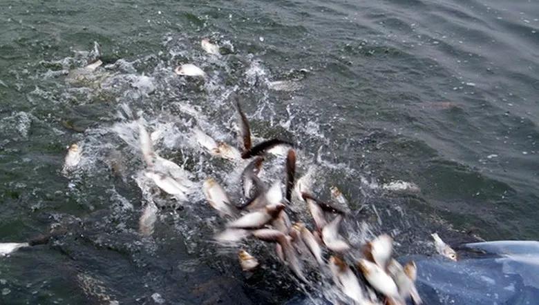 水霉病爆发条件,哪些鱼容易感染水霉