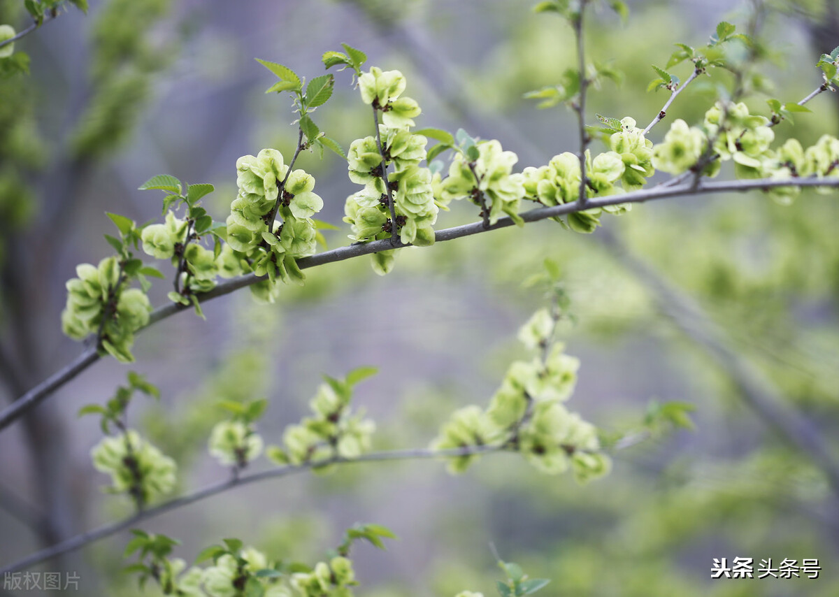 麻糊饭,麻糊饭做法