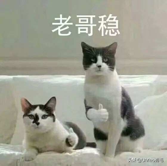 每只猫的名字都能叫出来,一只小公猫的名字