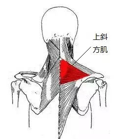 内衣带一直掉为什么,无肩带内衣总是往上滑怎么办