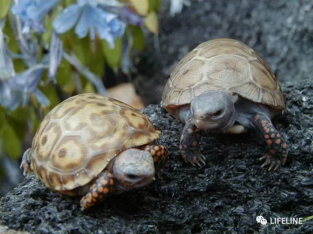 红腿陆龟如何家庭散养,广东红腿陆龟养殖方法