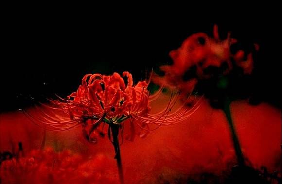 曼珠沙华彼岸花是死亡之花吗,曼珠沙华在墓地里的真实照片