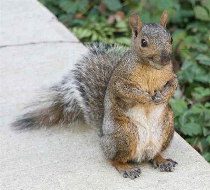 知道小松鼠如何和人交流吗？偶遇，我辜负了你