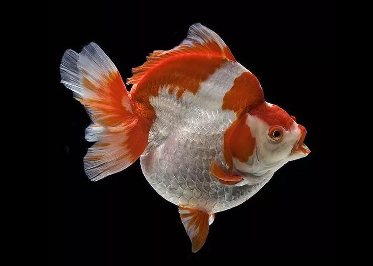 金鱼鉴赏分为三个方面,有关金鱼的种类资料大全