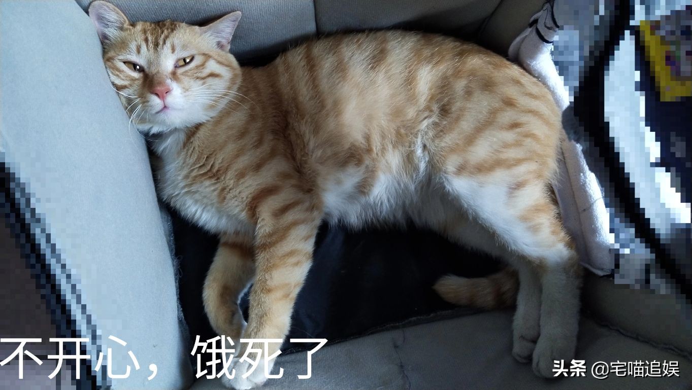得猫瘟小猫什么都不吃,小猫得了猫瘟一直不死