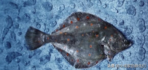 渔民常见捕获海鲜以及价格,野捕海鲜