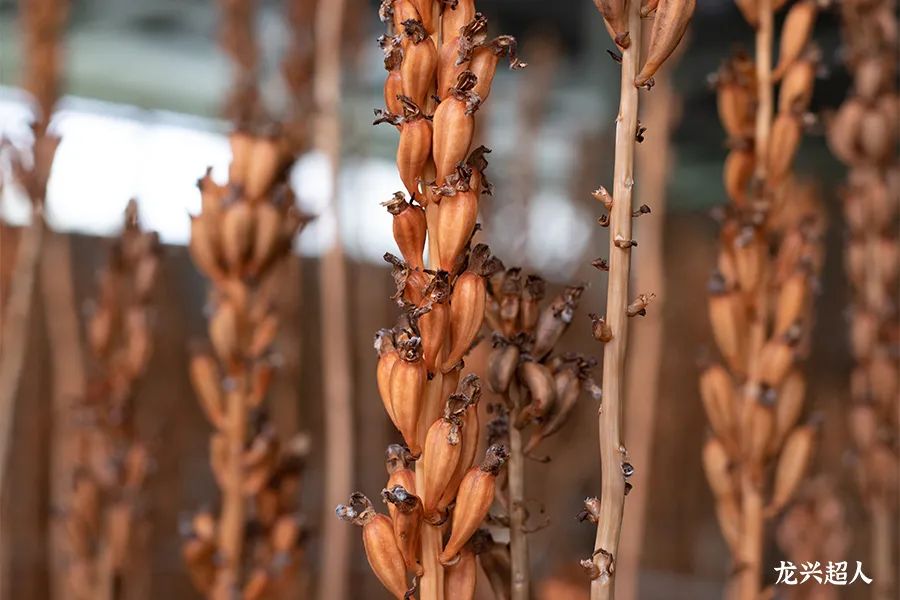 达州道地药材天麻,正宗中药材天麻