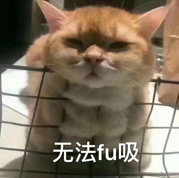 猫撸毛的工具,去猫毛神器推荐实测有效第一