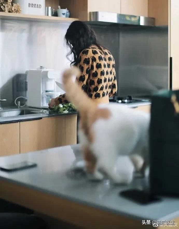 全网最可爱猫整天撒娇卖萌,全网最委屈的猫