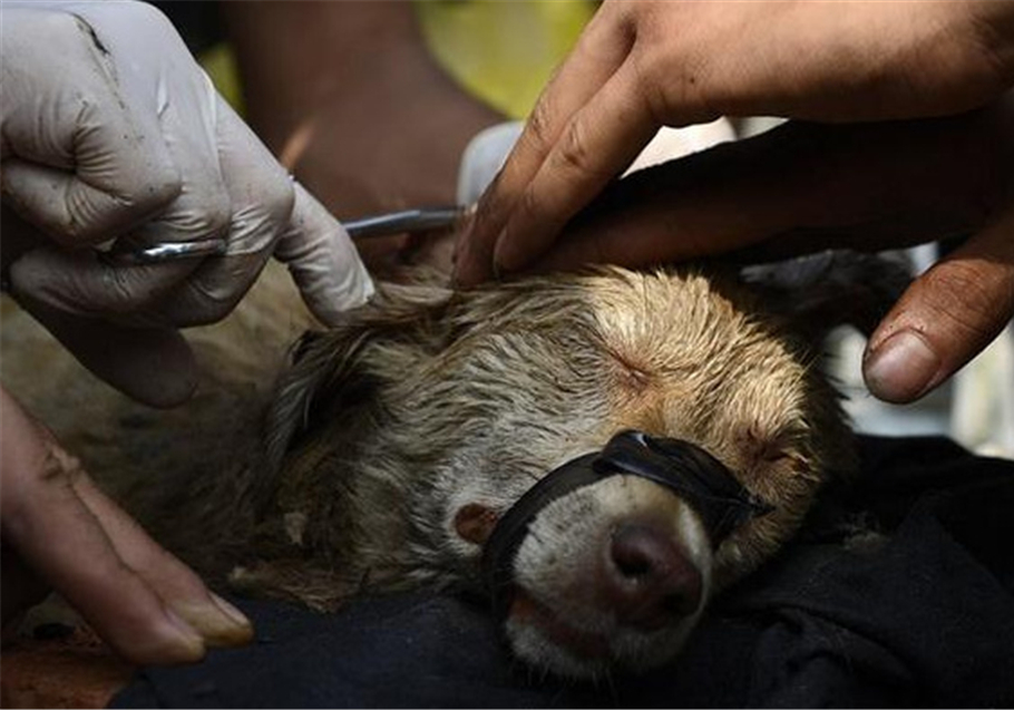 流浪狗被骨头卡住了,可怜的流浪狗脖子被铁丝卡住了